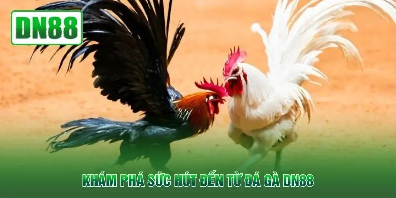 Khám phá sức hút đến từ đá gà DN88